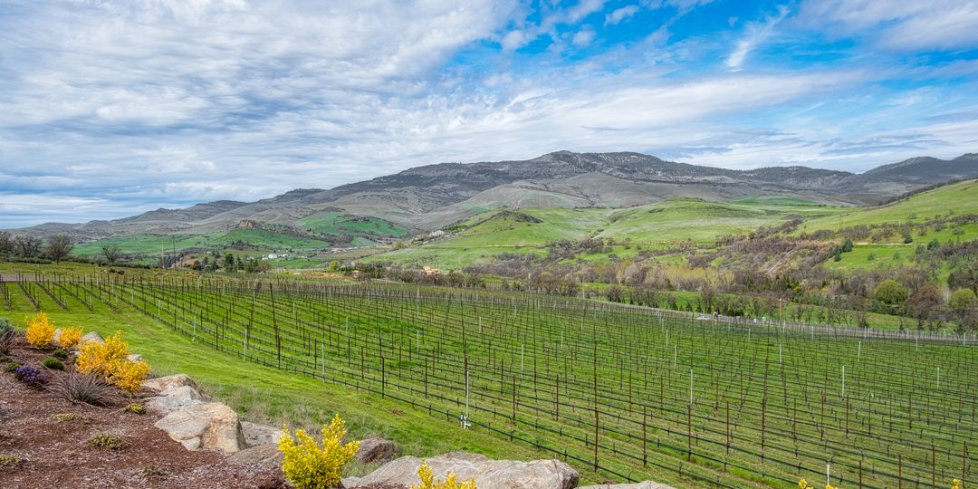 Rows of grapevines at a vineyard