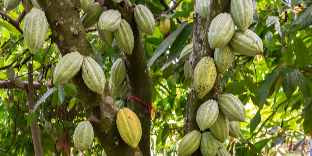 Cacao pods growing on a tree