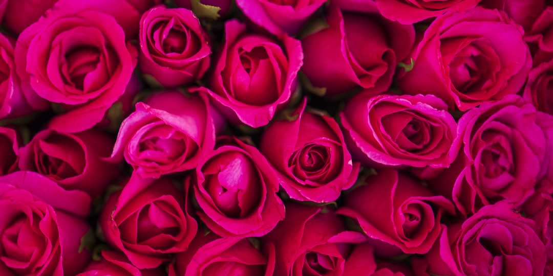 Close up of a dense cluster of magenta roses.