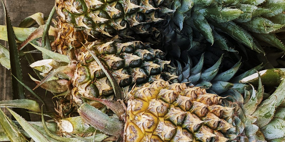 Close up of freshly harvested pineapples with their leaves still attached.