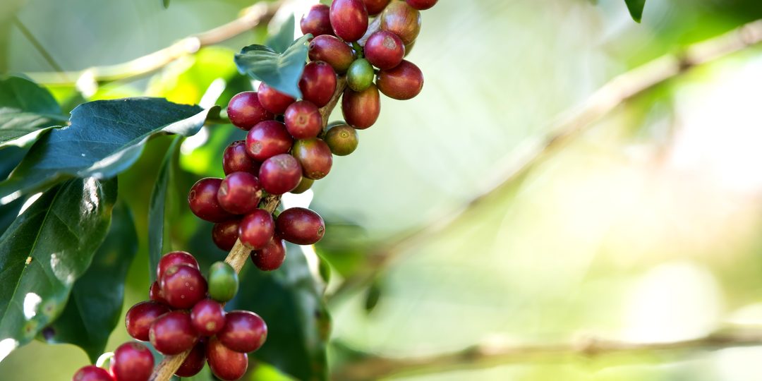 Close-up of ripe red coffee cherries growing on a branch