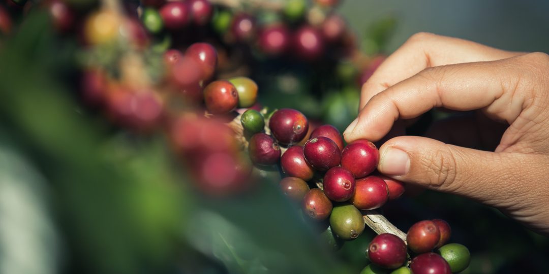 Ripe coffee cherries on the branch