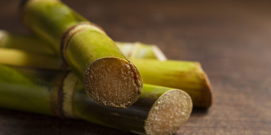 Freshly cut sugarcane stalks