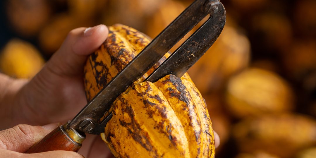 Hand splitting open a ripe cocoa pod