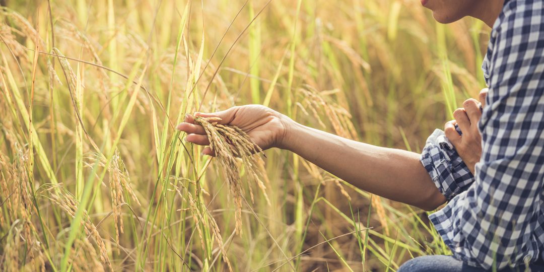 Hand holding ripe rice grains in a field
