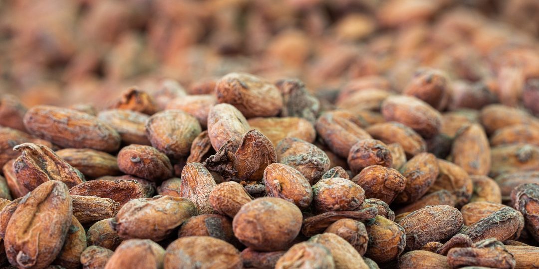 Pile of sun-dried cocoa beans