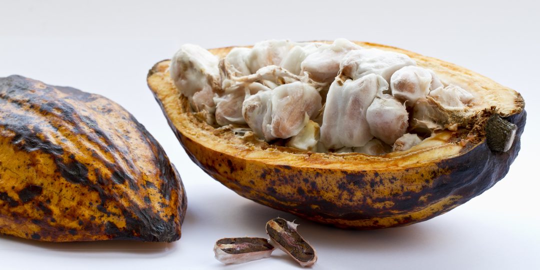 Split cacao pod revealing fresh cacao beans