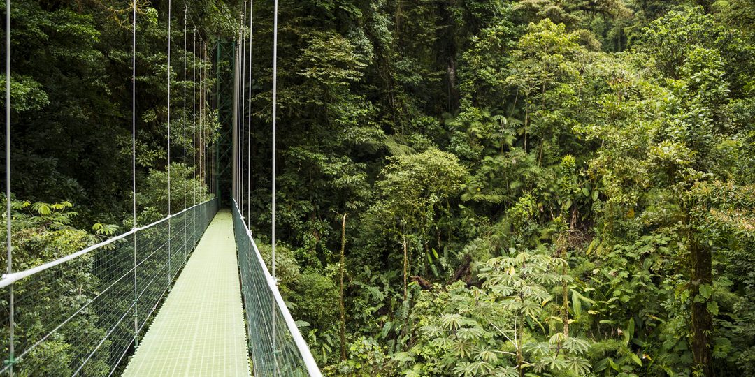 A suspended hanging bridge extending through the green canopy of Costa Rica's cloud forest.