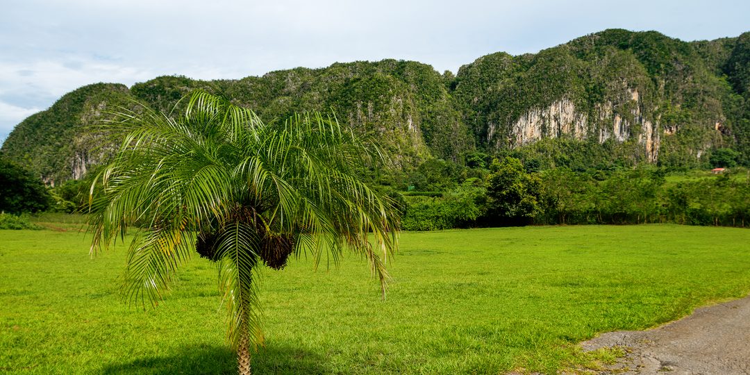 A palm tree in a green field with the limestone mogotes of Viñales Valley rising in the background.