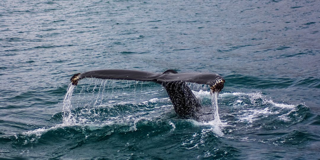 A whale's tail fluke breaking the surface of the ocean