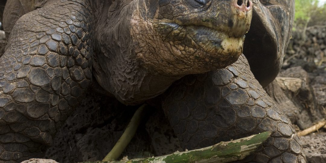 Close-up of a Galápagos giant tortoise's face and shell