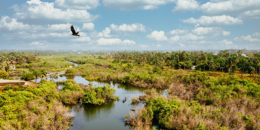 Aerial view of a lush green river wetland with a hawk in flight and a small boat